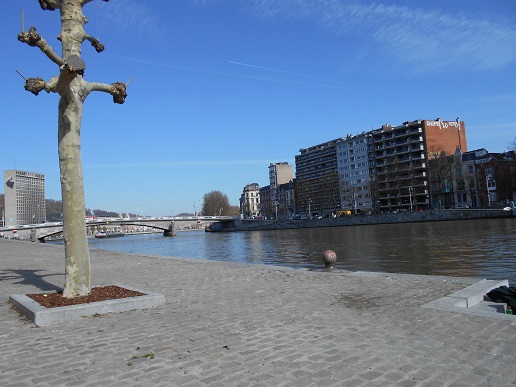 liege and tree sm